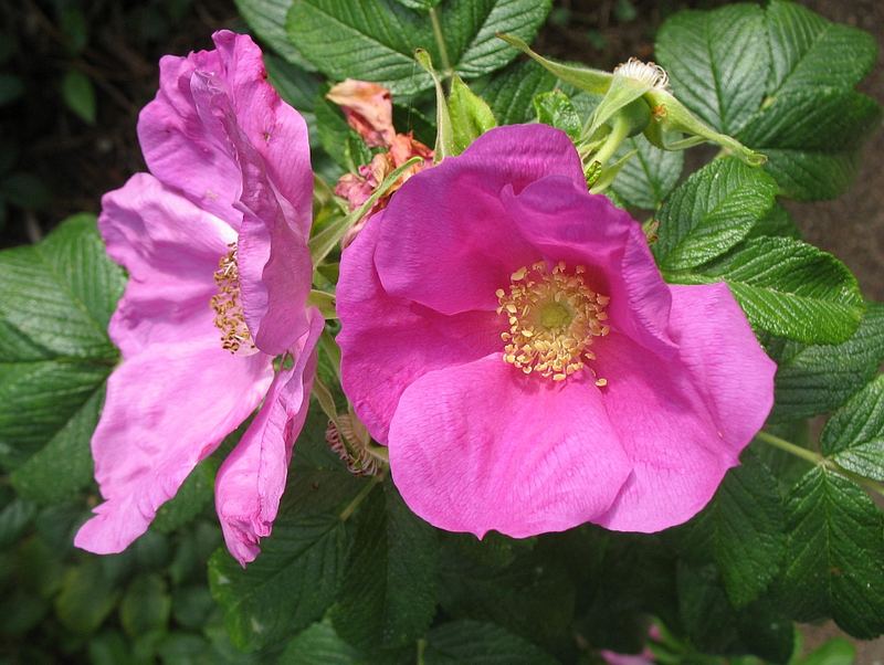 Karoffelrose (Rosa rugosa)