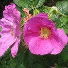 Karoffelrose (Rosa rugosa)