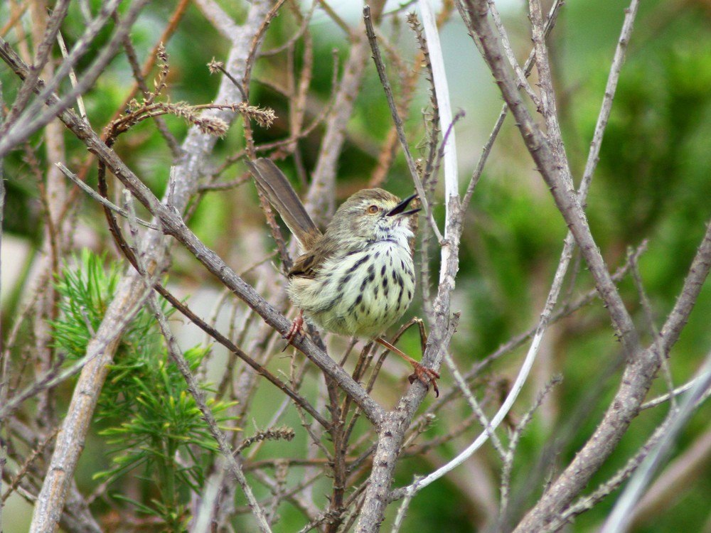 Karoo Prinia