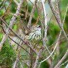 Karoo Prinia