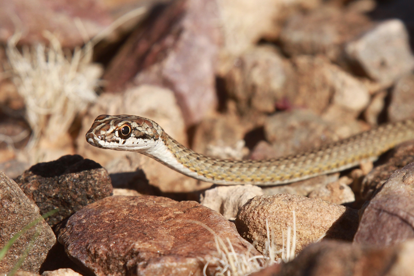 Karoo Sandsnake