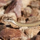 Karoo Sandsnake