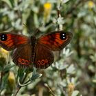 Karoo Widow (Tarsocera fulvina)