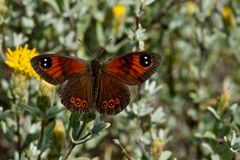 Karoo Widow (Tarsocera fulvina)