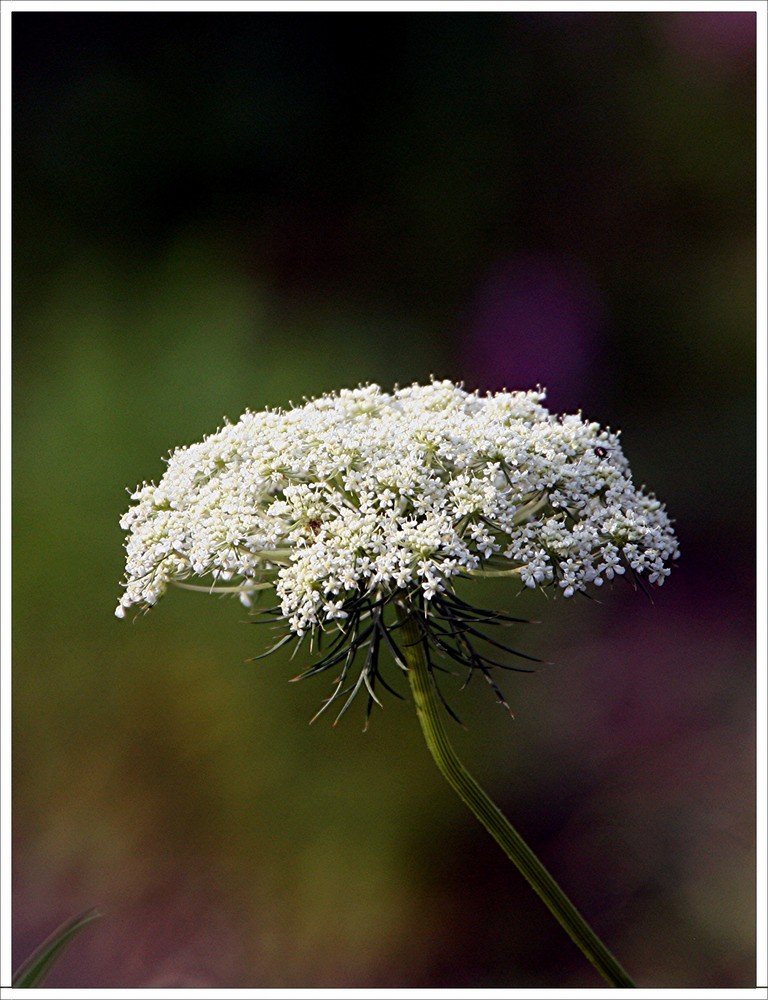 Karotten - Blüte