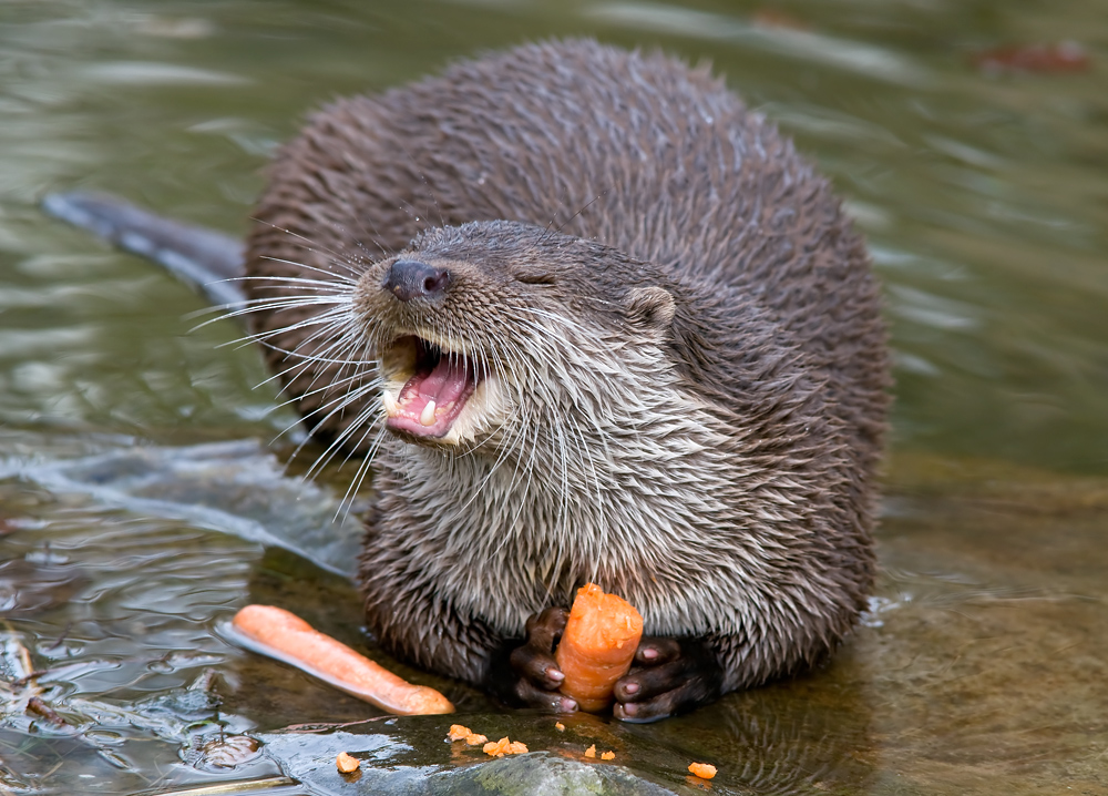 Karotten-Otter