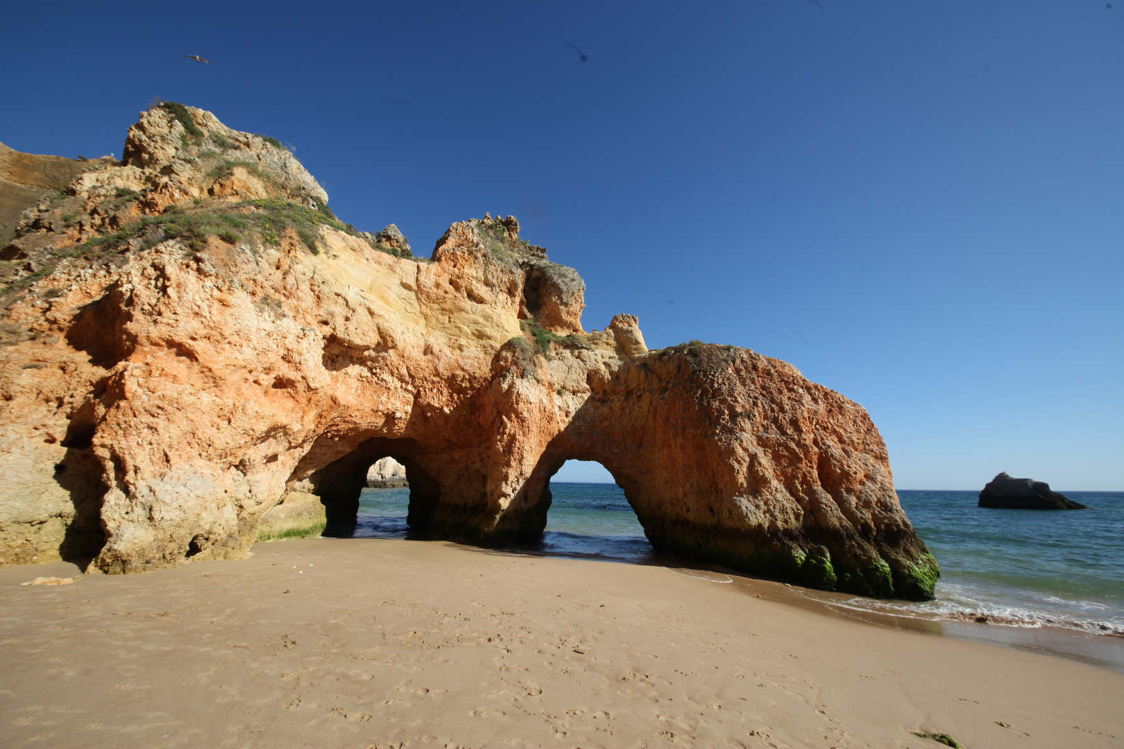 Karotten von Algarve