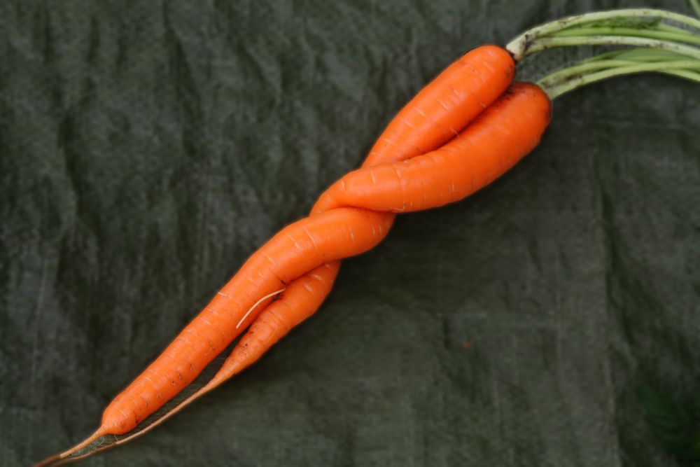 Karottentango