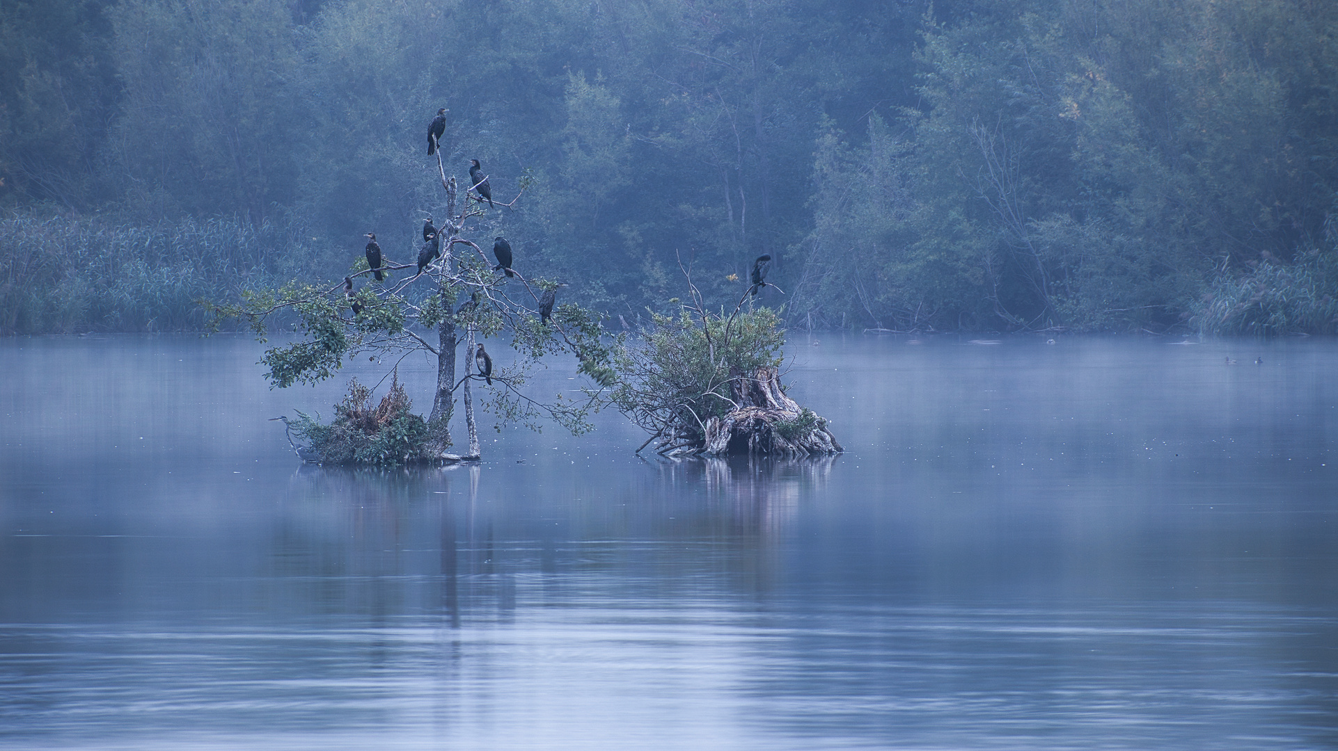 Karower Teich im Nebel