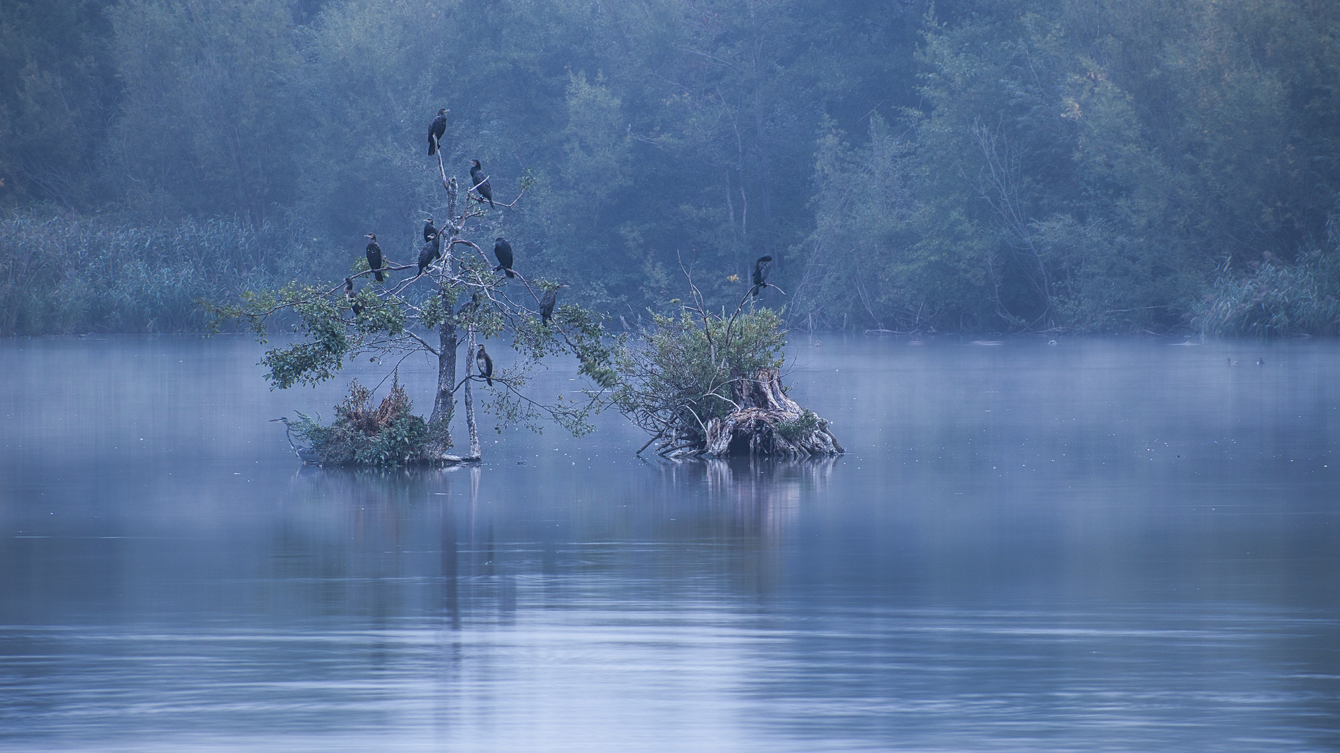 Karower Teich im Nebel Foto & Bild landschaft, bach, fluss & see, see