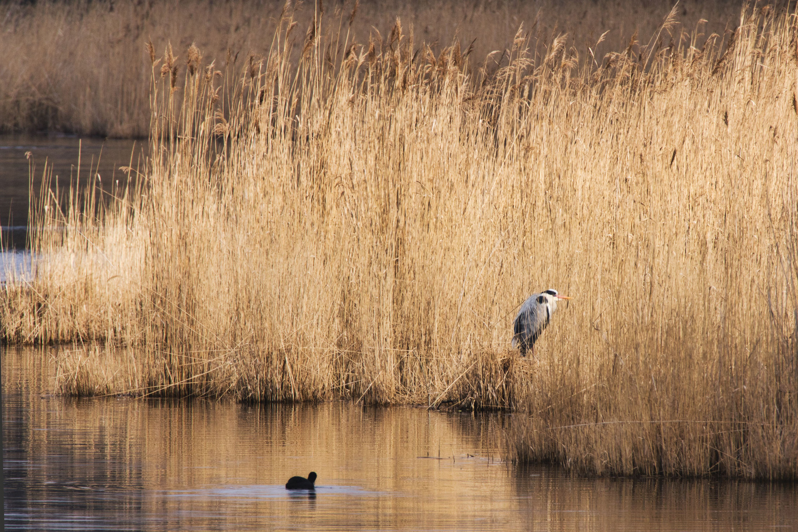 Karower Teiche Foto & Bild tiere, wildlife, wild lebende vögel Bilder