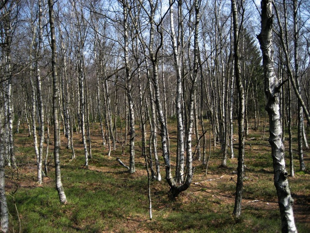 Karpartenbirkenwald am Roten Moor