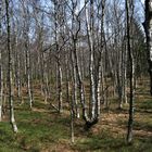 Karpartenbirkenwald am Roten Moor