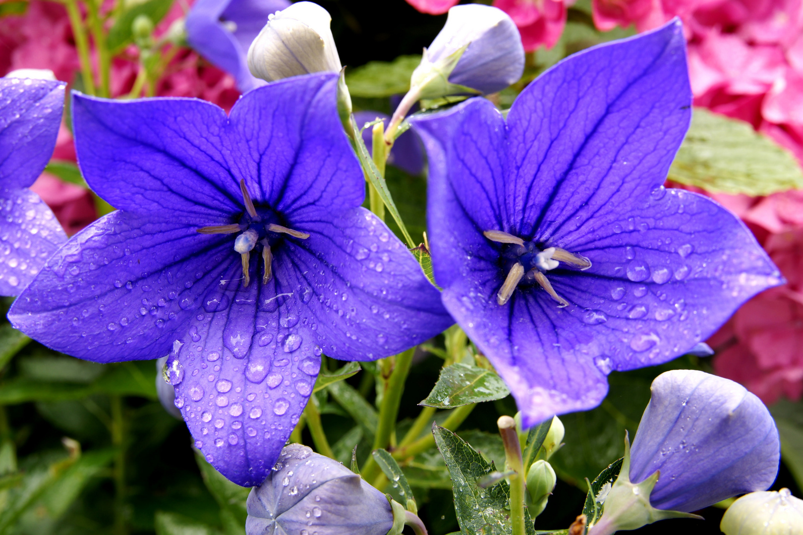 Karpartenglockenblume nach dem Regenguß