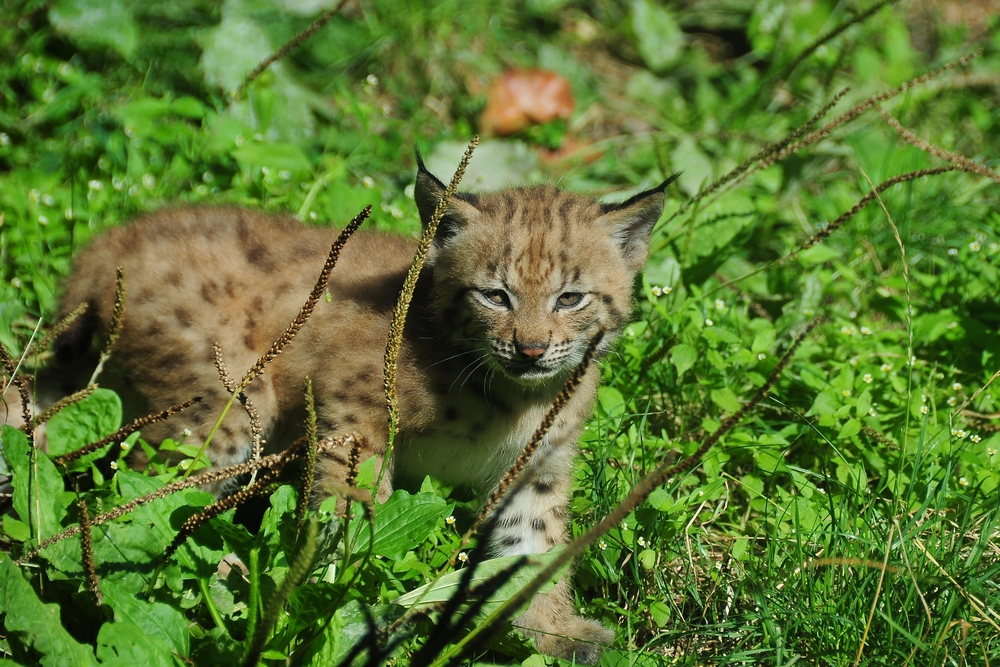 karpartenluchs baby