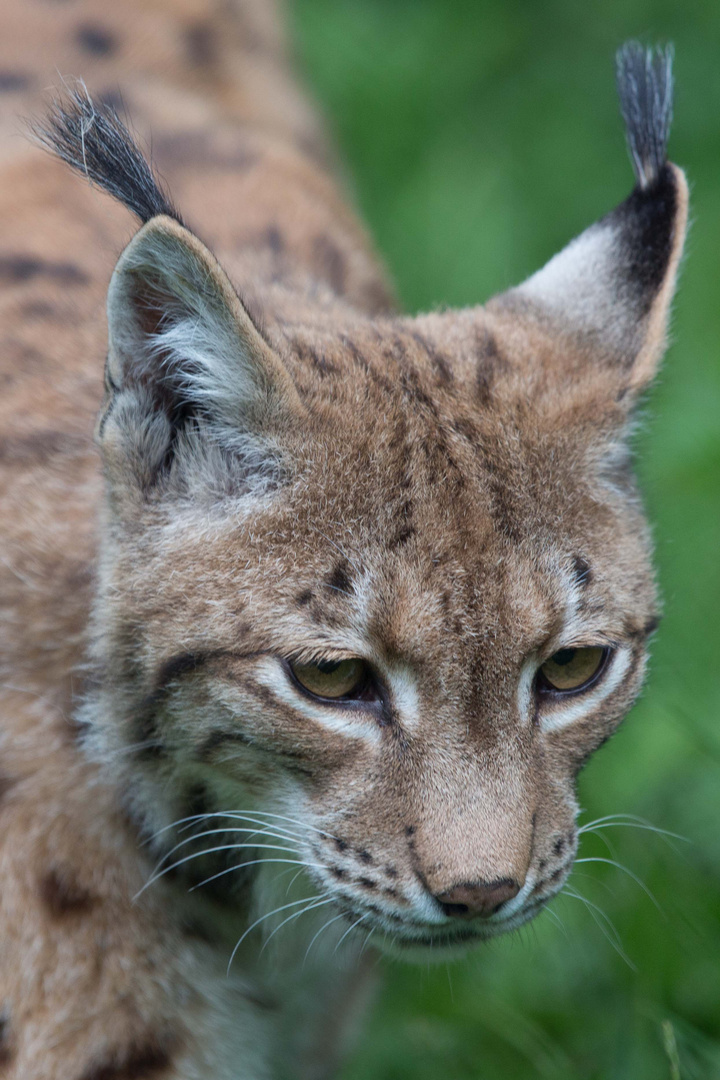 Karpaten Luchs