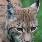 Karpaten Luchs