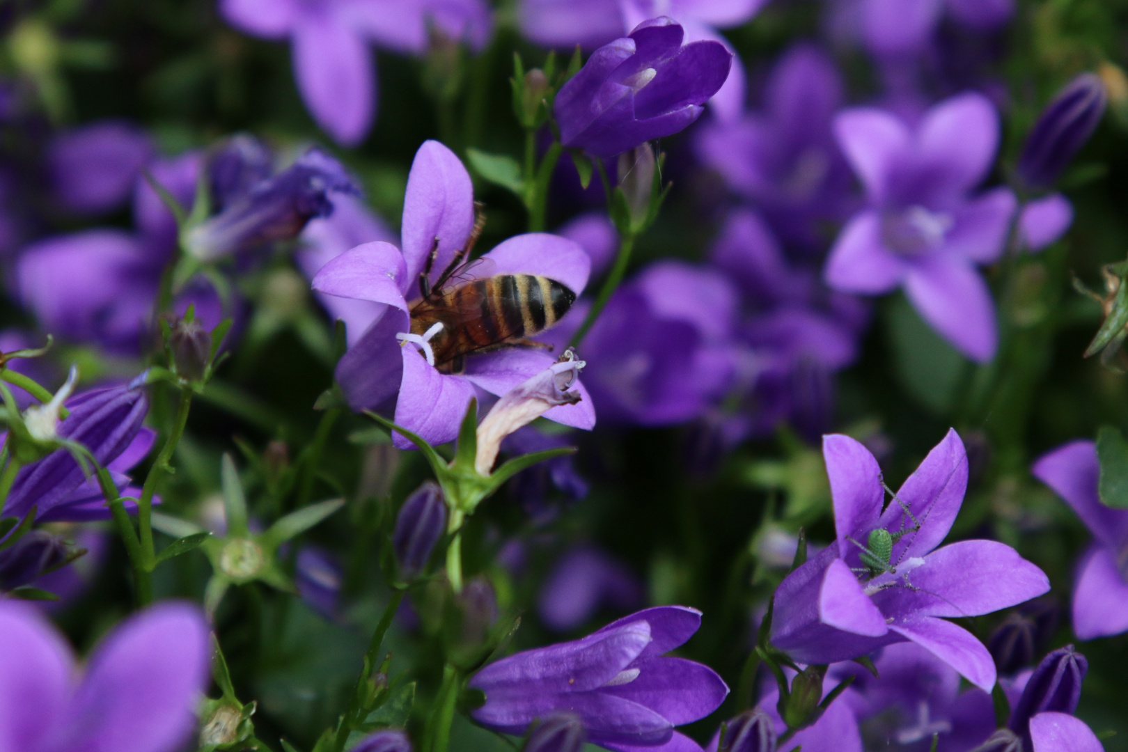 Karpatenblume mit Besucher