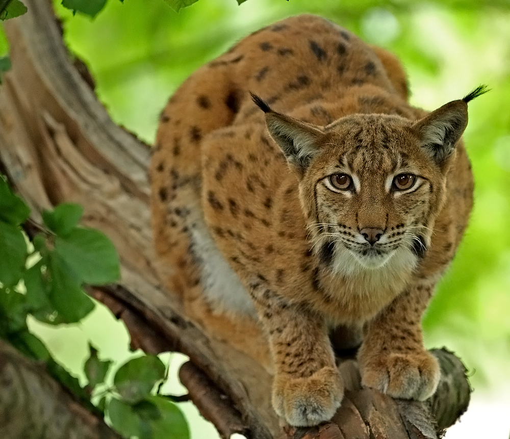 Karpatenluchs auf der Lauer