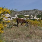 Karpathos 2019