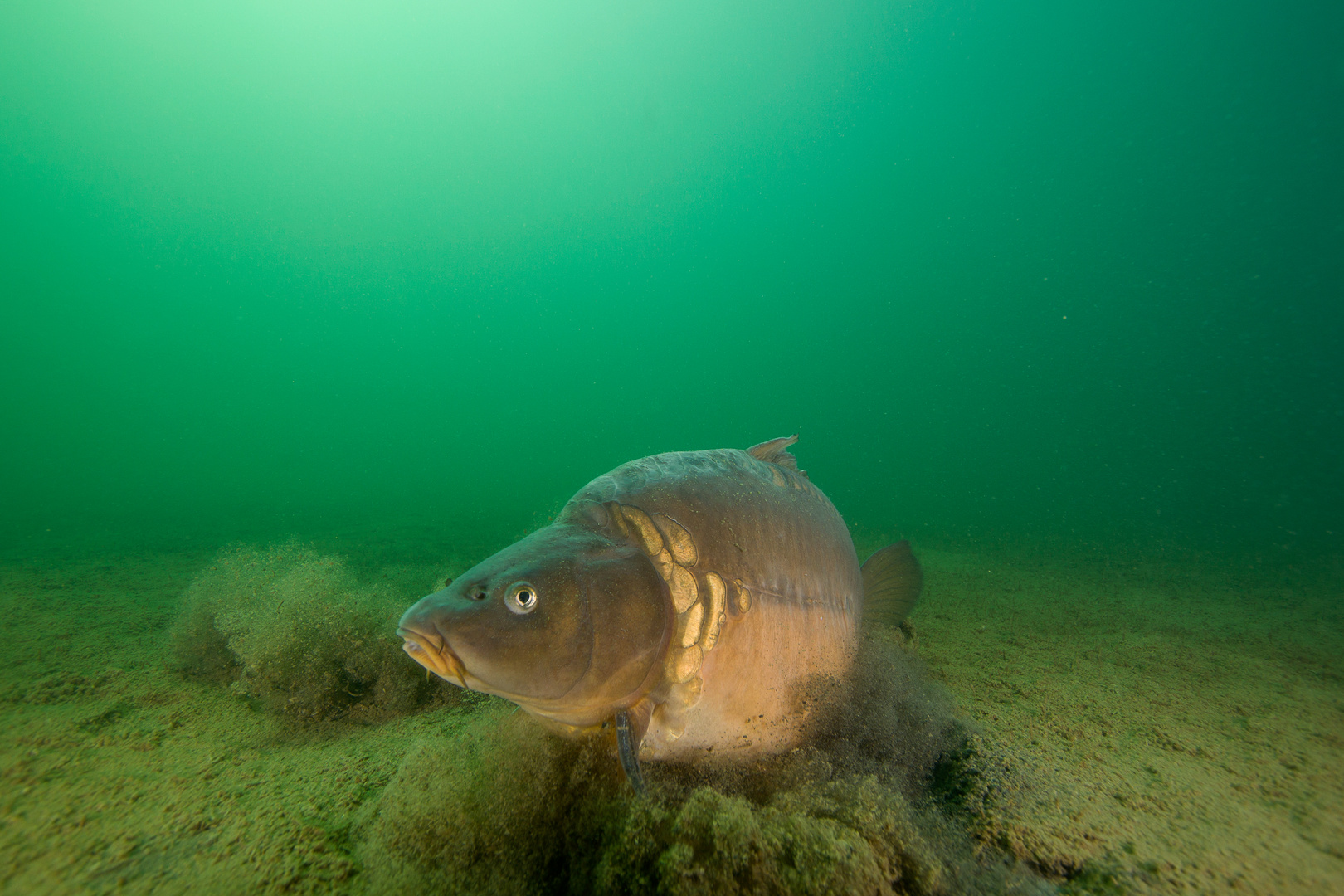 Karpfen Foto &amp; Bild | natur, tiere, wildlife Bilder auf fotocommunity