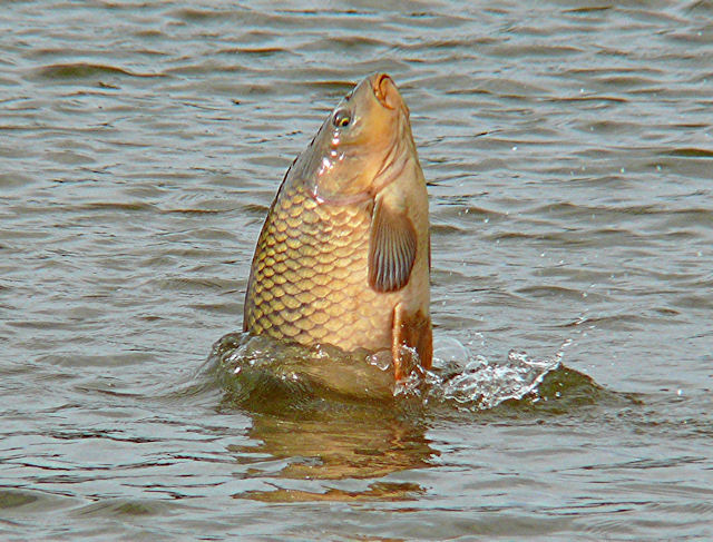 Karpfen beim Sprung,jpg Foto &amp; Bild | tiere, wildlife, fische Bilder ...