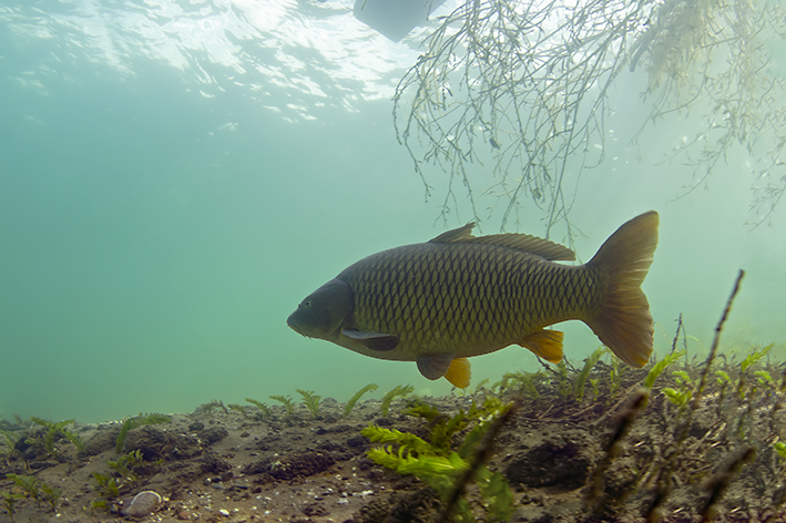 Karpfen Foto & Bild | unterwasser, uw-süsswasser, natur-kreativ Bilder ...