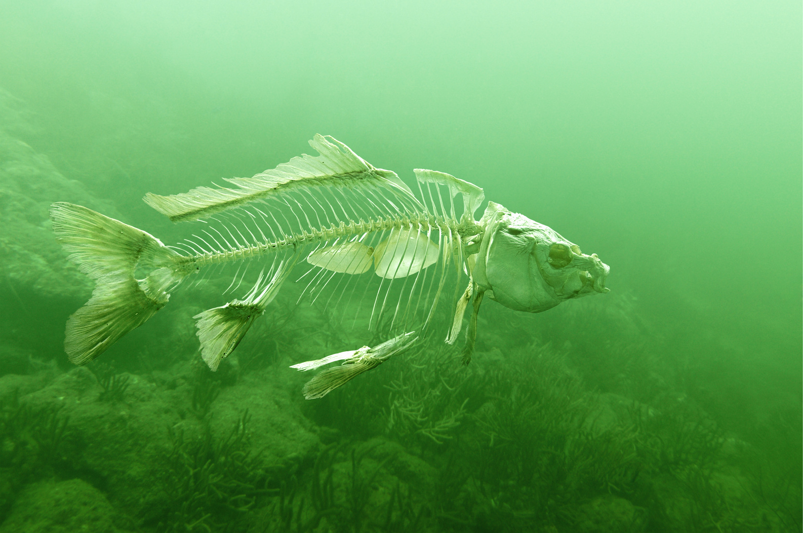Karpfen Foto & Bild | fotomontage, digiart, unterwasser Bilder auf