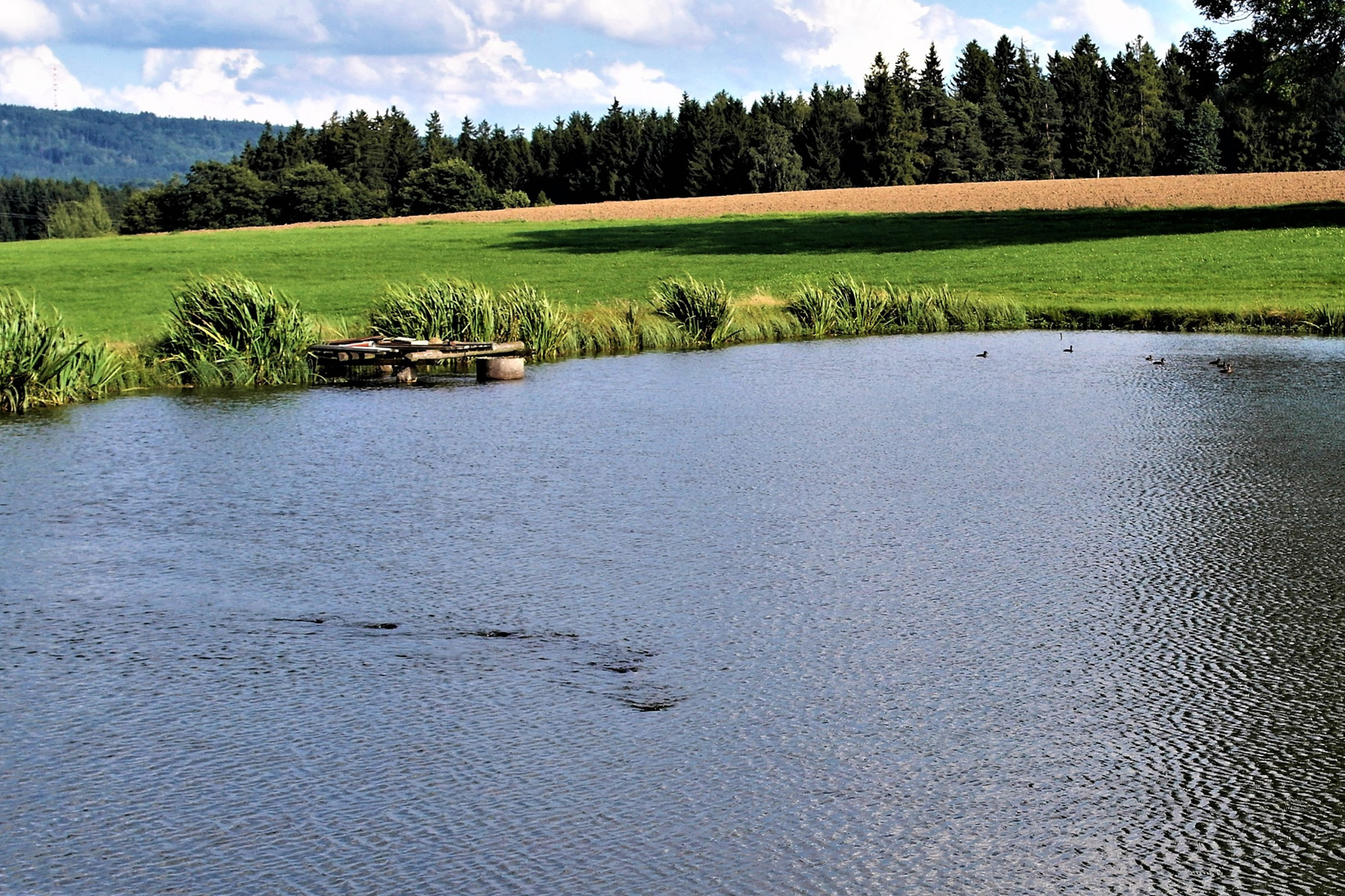 KARPFEN im Geleitzug von Enten beobachtet