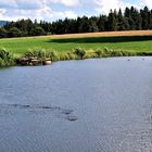 KARPFEN im Geleitzug von Enten beobachtet