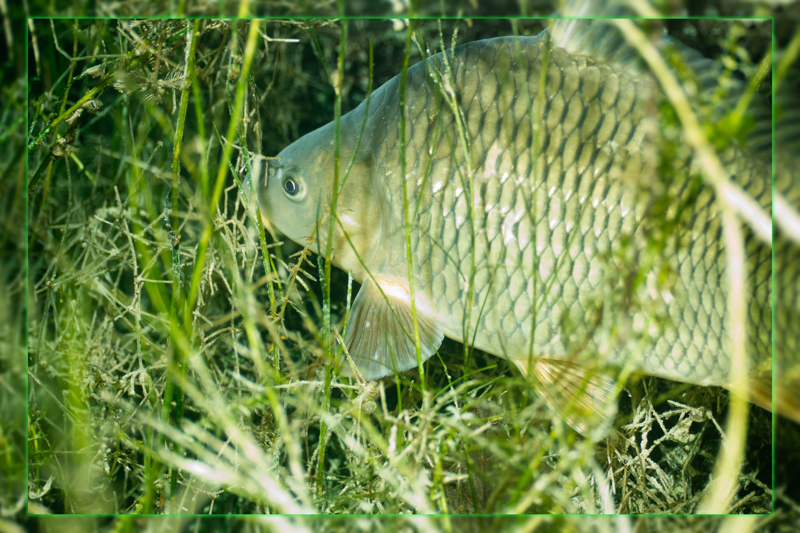 Karpfen im Gras