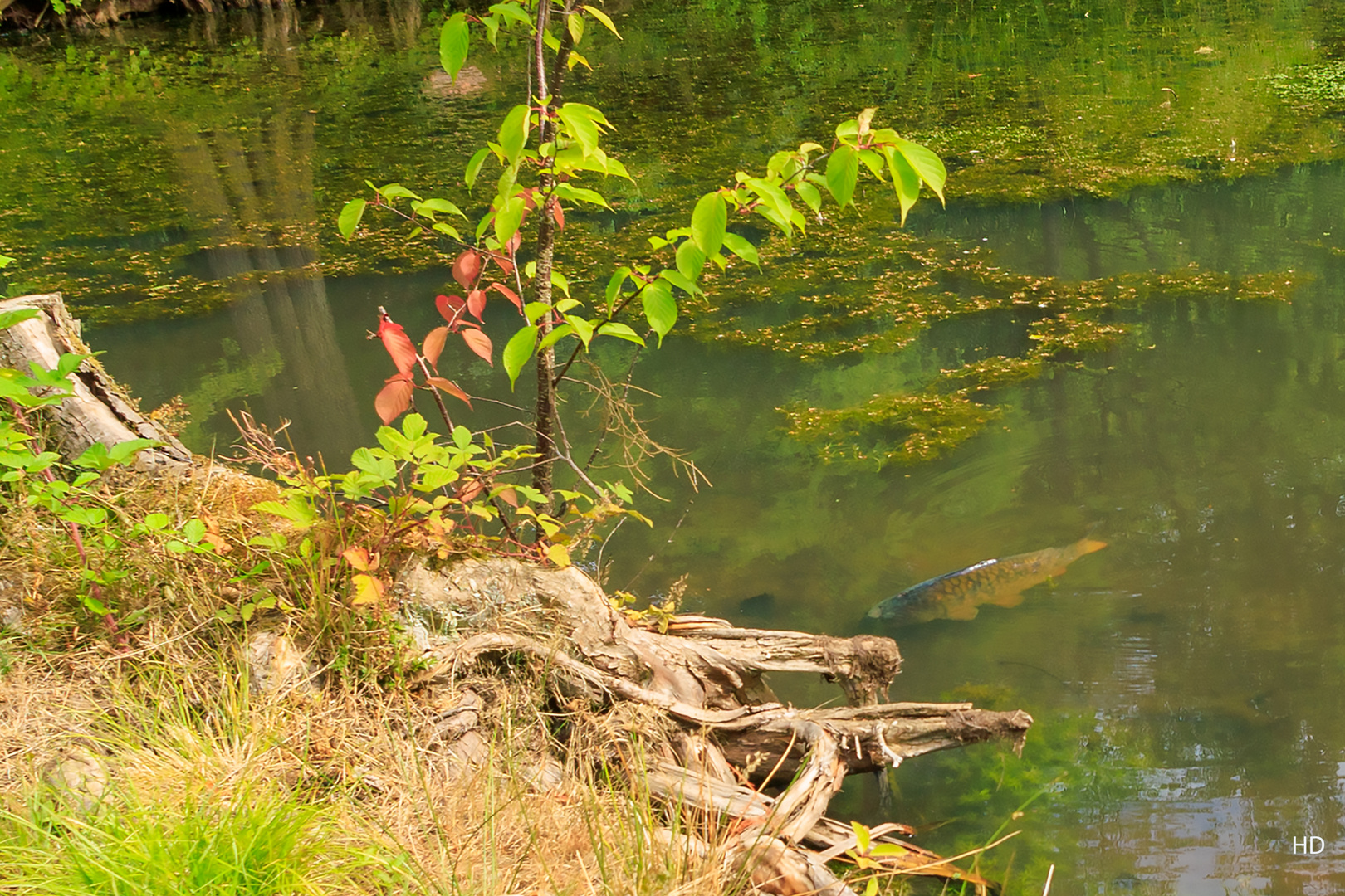 Karpfen im Kursee