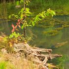 Karpfen im Kursee