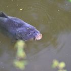 Karpfen im Weiher