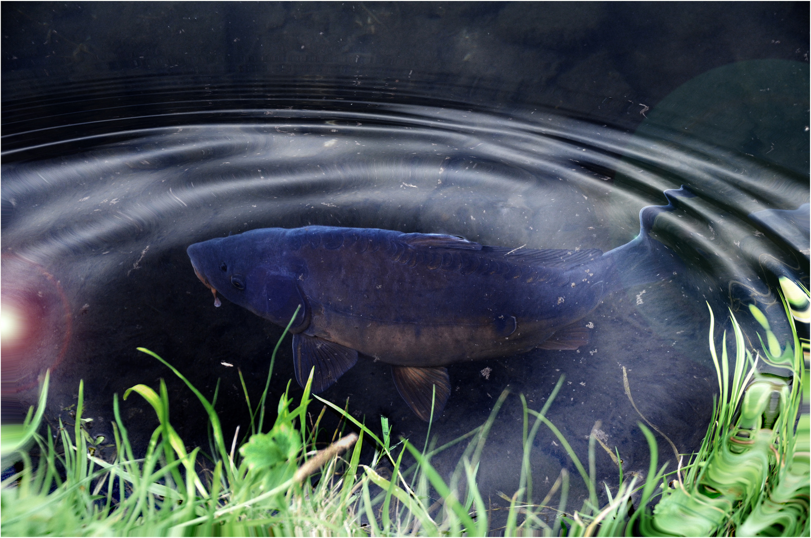 KarpfenTeich Foto & Bild natur, tiere, wildlife Bilder auf
