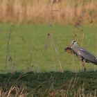 Karpfenbeute des Graureiher's