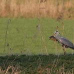 Karpfenbeute des Graureiher's