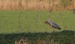 Karpfenbeute des Graureiher's