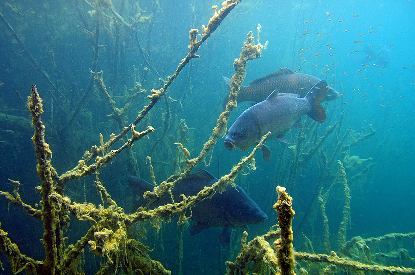 Karpfengeschwader mit Jungfischen