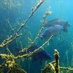 Karpfengeschwader mit Jungfischen