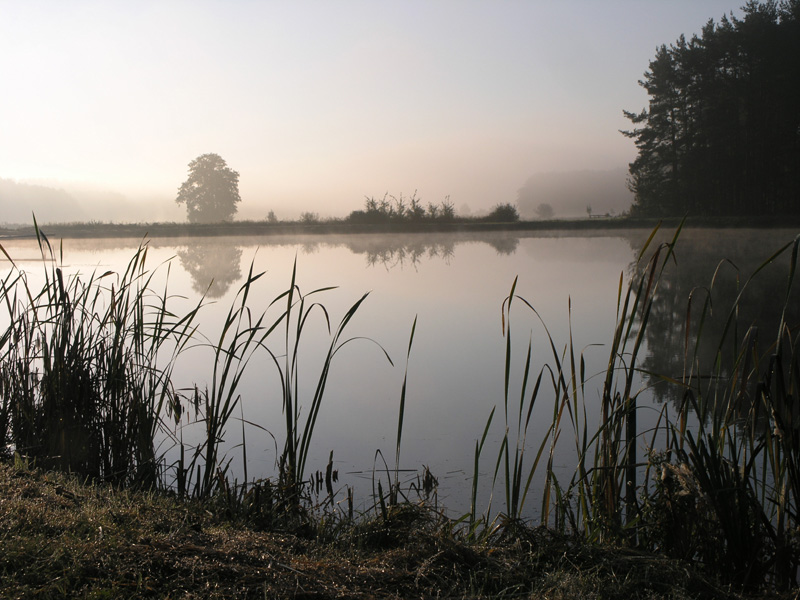 Karpfenweiher im Herbst