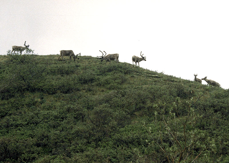 Karribous im Denali-Nationalpark