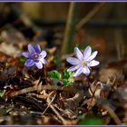 Karsamstags-Leberblümchen