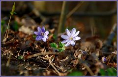 Karsamstags-Leberblümchen