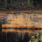 Karsee und Hochmoor Nonnenmattweiher ...