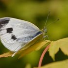 Karst Weissling eine Dame