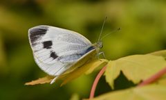 Karst Weissling eine Dame