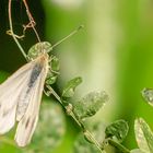 Karst-Weißling - Pieris mannii