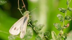 Karst-Weißling - Pieris mannii