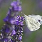 Karst-Weißling (Pieris mannii)